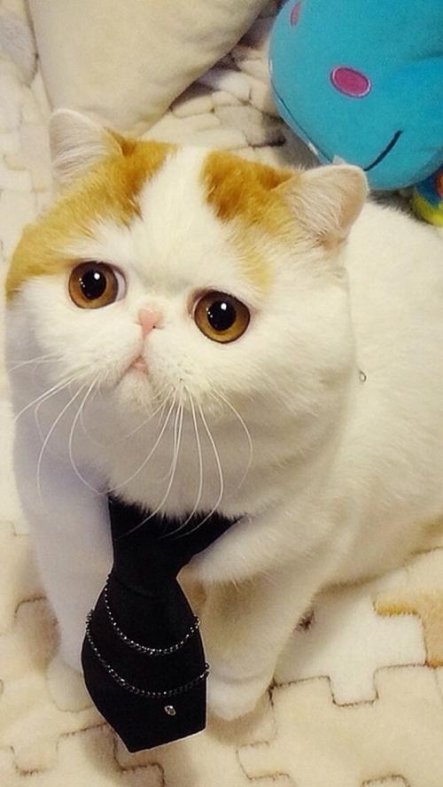 վƻش羳Ĳ 永ʽ4.4