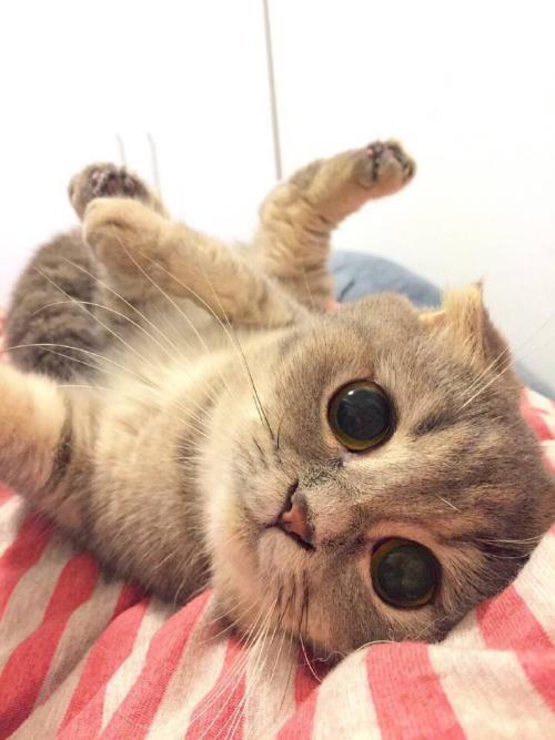 ձһ뾳߸ȾϷǳֵı¹ڲ